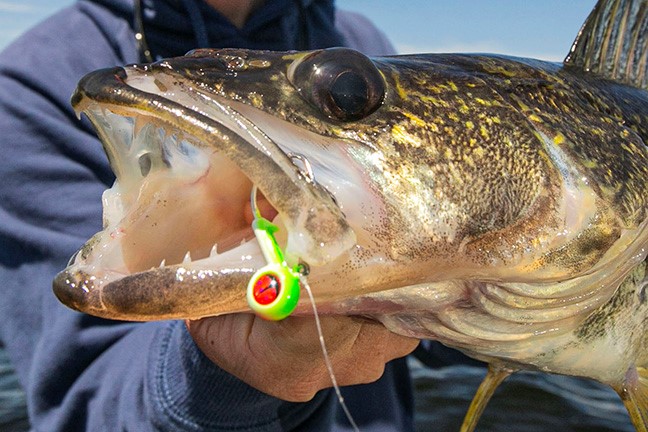 Tailormade Tungsten Walleye Jig