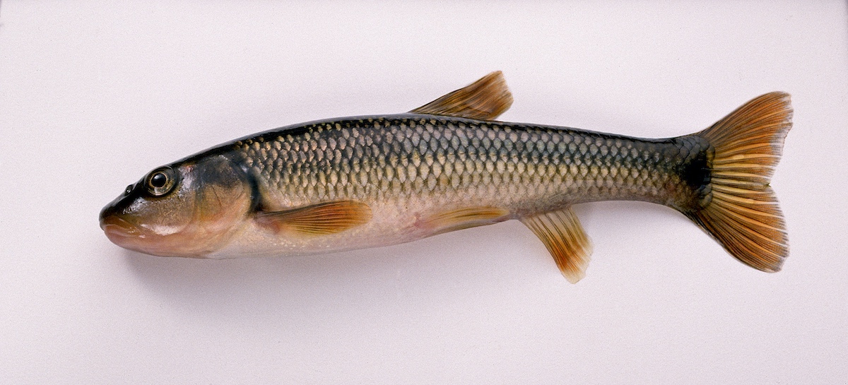 Minnow