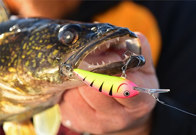 Rumble Shad crankbait used to catch a walleye