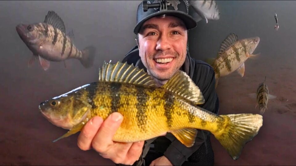 Mille Lacs Jumbo Perch
