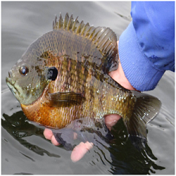 Forage Factors For Early Panfish