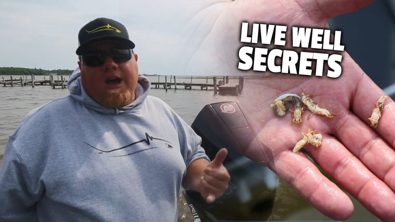 Check the live well! Brad Hawthorne talks about something he does every time he's keeping fish to pinpoint what the fish are eating.