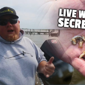 Check the live well! Brad Hawthorne talks about something he does every time he's keeping fish to pinpoint what the fish are eating.