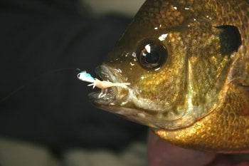 Bluegill with a small jig in it's mouth.