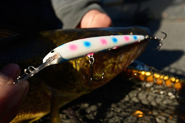 Walleye caught on the Purple Wonder colored Rumble Stick