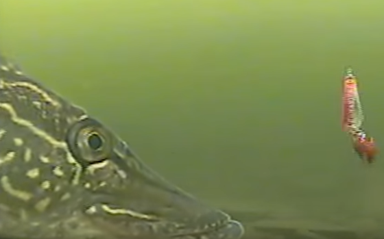 Underwater camera footage of a pike about to eat a Buck-Shot Flutter Spoon.