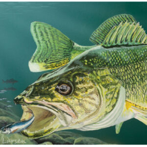 2024 Minnesota Walleye Stamp Winner