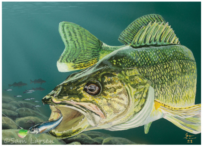 2024 Minnesota Walleye Stamp Winner Northland Fishing Tackle