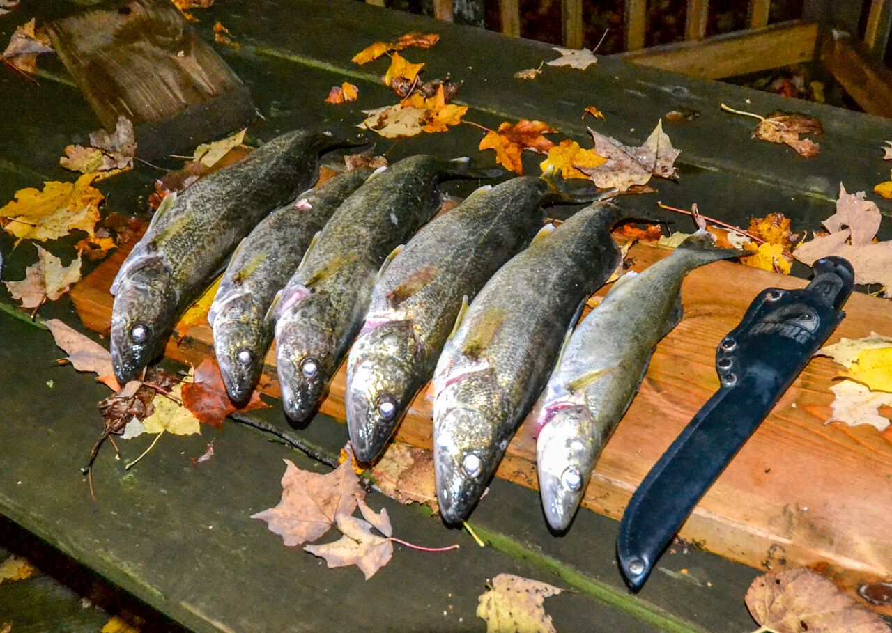 Fall Walleye Transitions