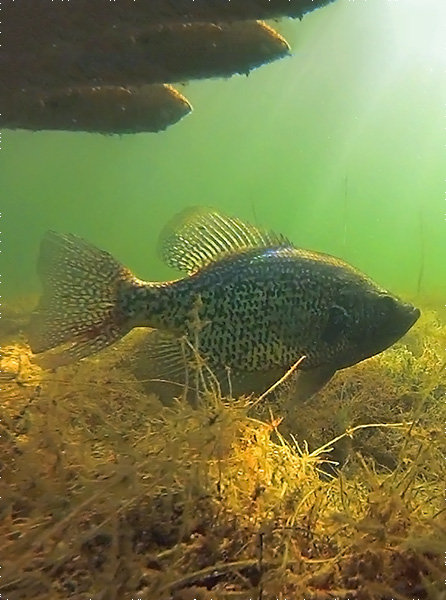 Fish Location Fish Location