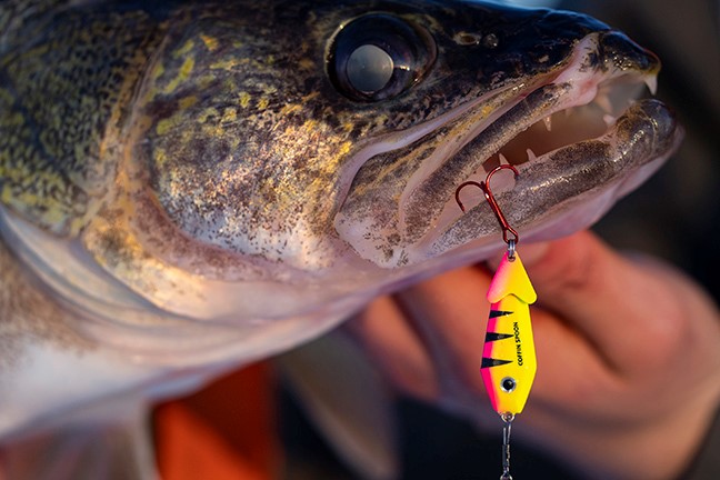 Surprise Walleye Ice Fishing A Pond! 