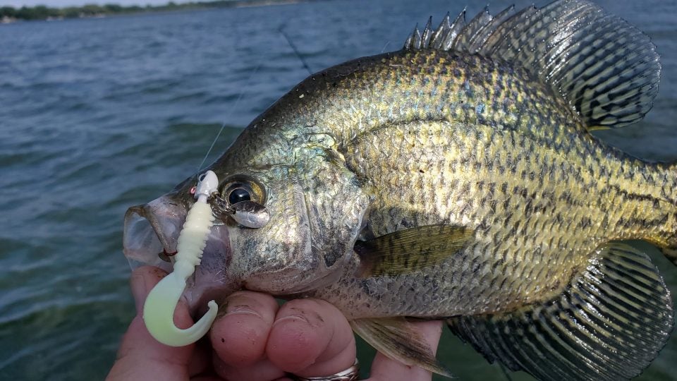Crappie with a Thumper jig in it's mouth.