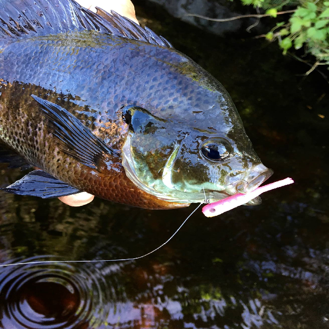 A big bluegill caught on a small jig.