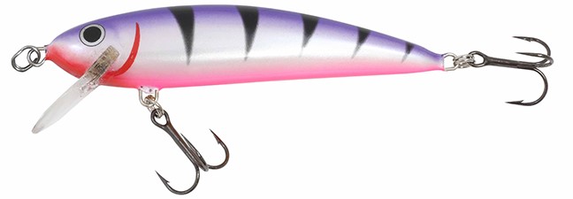 The crankbait, Rumble Shiner in Purple Tiger color