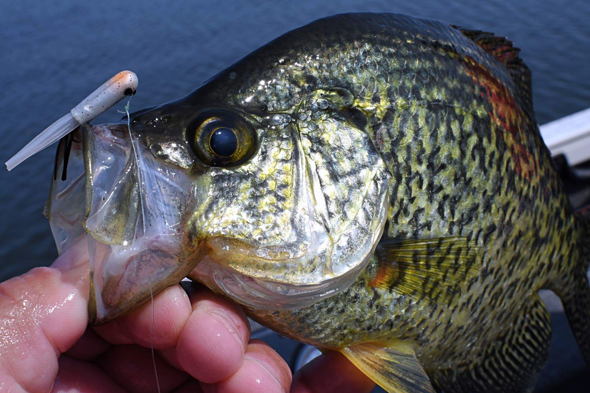 Crappie caught on the Minnow Tuff Tube bait.