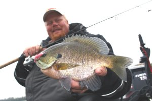 Big water, humpback bluegills aren’t bashful about eating meat