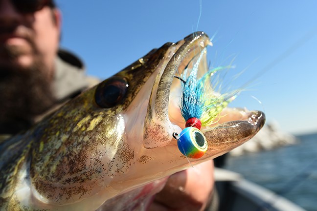 Walleye caught on a Deep-Vee Bucktail jig