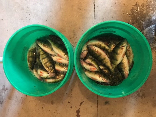 Devil's Lake perch caught ice fishing