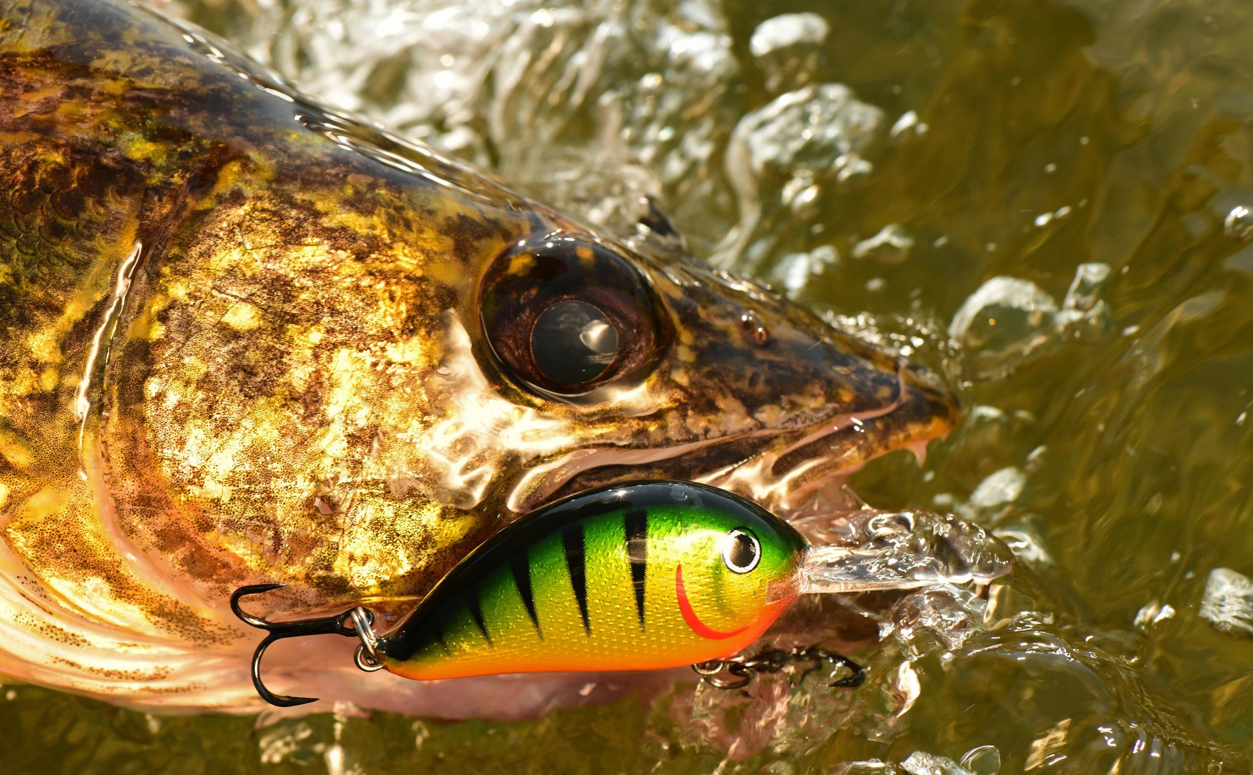 Walleye with a Rumble Bug crankbait in it's mouth