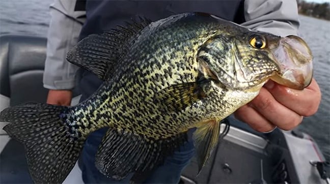 Fisherman that caught a spring crappie