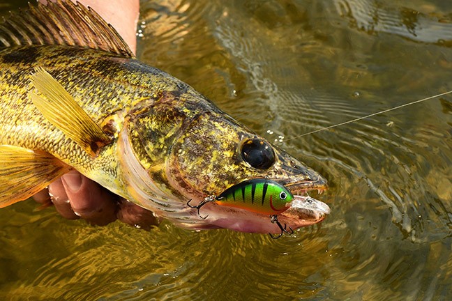 Late Summer Walleye Trolling