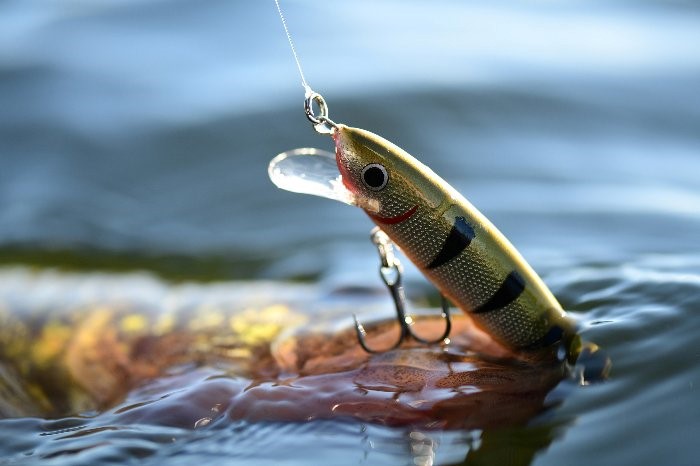 Late Summer Walleye Trolling