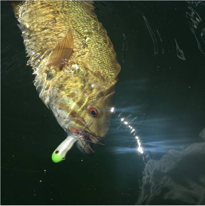 Smallmouth bass with a soft plastic tube bait in it's mouth.