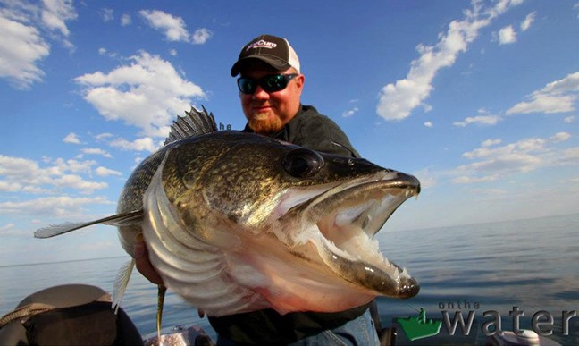 Trolling For Weed Walleyes Brad Hawthorne Catch