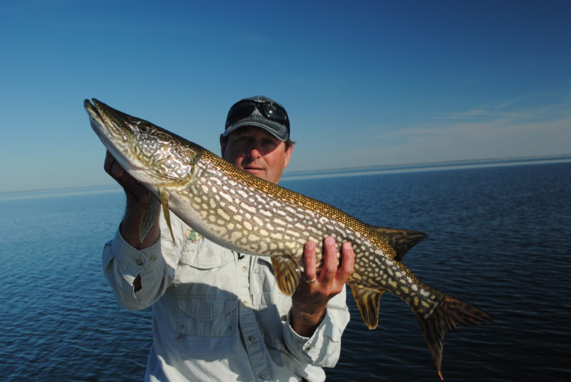 Fisherman holding up a northern pike he caught.